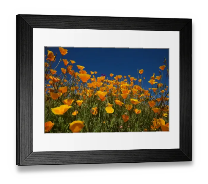 Framed Print : USA, California. Poppies in Rattlesnake Canyon Framed Print : USA, California. Poppies in Rattlesnake Canyon