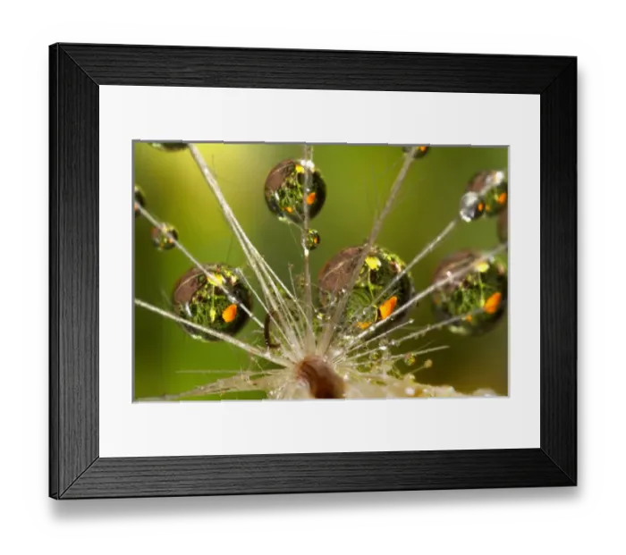 Framed Print : USA, California. Dandelion and water droplets Framed Print : USA, California. Dandelion and water droplets