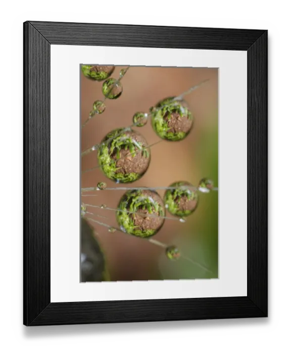 Framed Print : USA, California. Dandelion and water droplets Framed Print : USA, California. Dandelion and water droplets