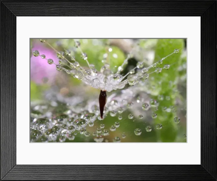 Framed Print : USA, California. Water droplets on dandelion and spider web