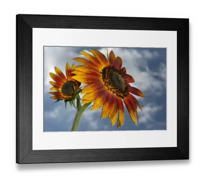 Framed Print : USA, California. Hybrid sunflower. Credit as: Christopher Talbot Frank / Jaynes Gallery Framed Print : USA, California. Hybrid sunflower. Credit as: Christopher Talbot Frank / Jaynes Gallery