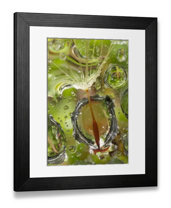 Framed Print : USA, California. Dandelion and water droplets