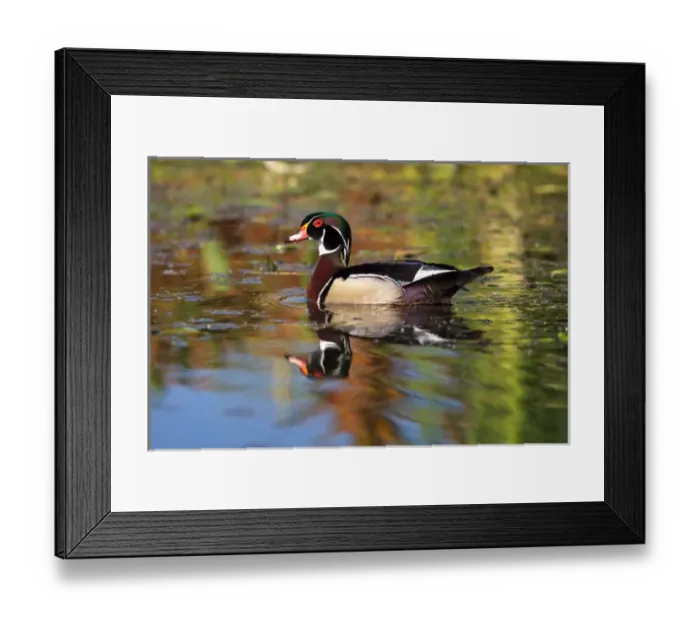 Framed Print : USA, California. Swimming wood duck. Credit as: Christopher Talbot Frank / Jaynes Framed Print : USA, California. Swimming wood duck. Credit as: Christopher Talbot Frank / Jaynes