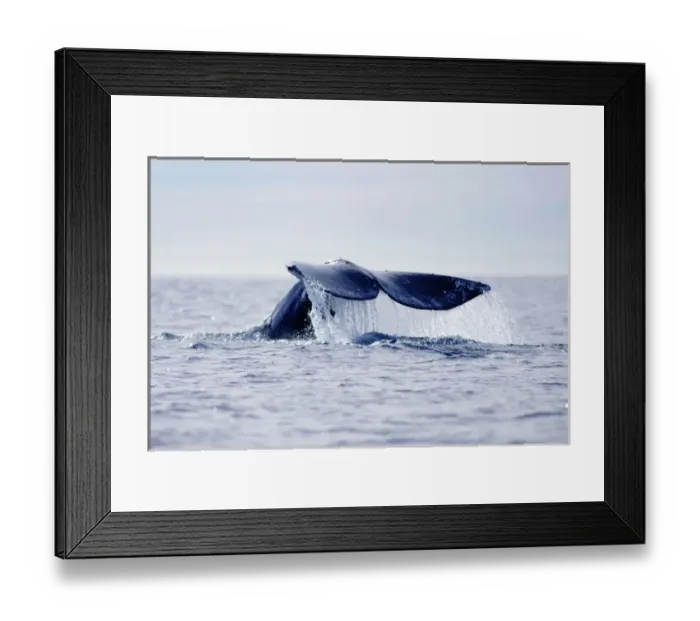 Framed Print : USA, California, La Jolla. Gray whales tail out of water Framed Print : USA, California, La Jolla. Gray whales tail out of water