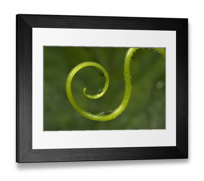 Framed Print : USA, California. Water droplets on a vine Framed Print : USA, California. Water droplets on a vine