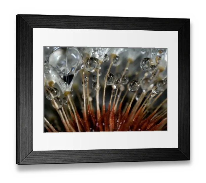 Framed Print : USA, California. Dandelions and water droplets Framed Print : USA, California. Dandelions and water droplets