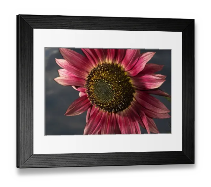 Framed Print : USA, California. Hybrid sunflower. Credit as: Christopher Talbot Frank / Jaynes Gallery Framed Print : USA, California. Hybrid sunflower. Credit as: Christopher Talbot Frank / Jaynes Gallery