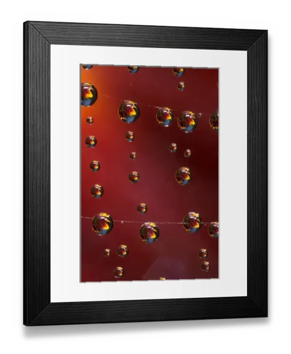 Framed Print : USA, California. Water droplets on a spider web