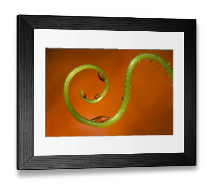Framed Print : USA, California. Water droplets on a vine Framed Print : USA, California. Water droplets on a vine