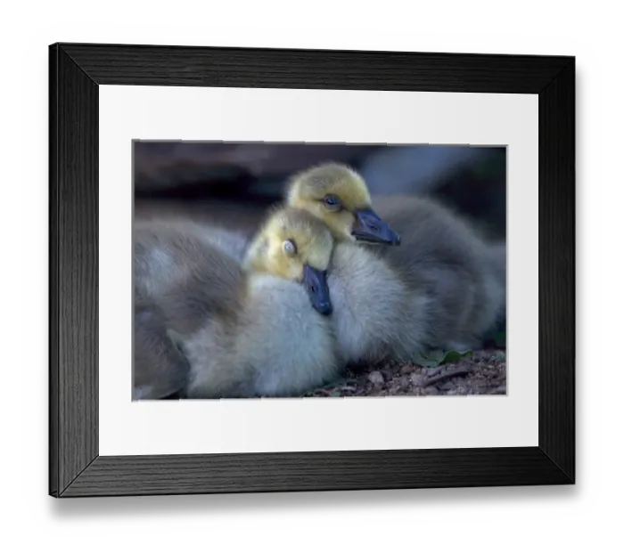 Framed Print : USA, California. Baby Canada geese. Credit as: Christopher Talbot Frank / Jaynes Framed Print : USA, California. Baby Canada geese. Credit as: Christopher Talbot Frank / Jaynes