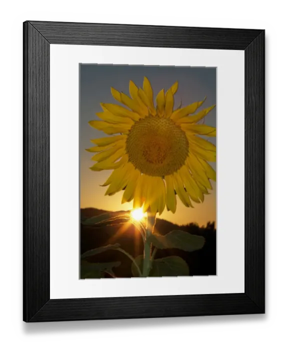 Framed Print : USA, California. Hybrid sunflower. Credit as: Christopher Talbot Frank  /  Jaynes Gallery