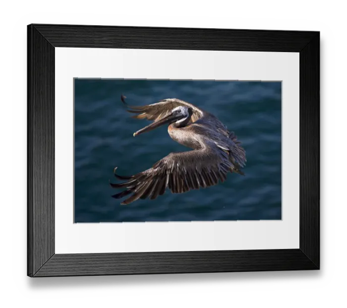 Framed Print : USA, California, La Jolla. Brown pelican flying over ocean