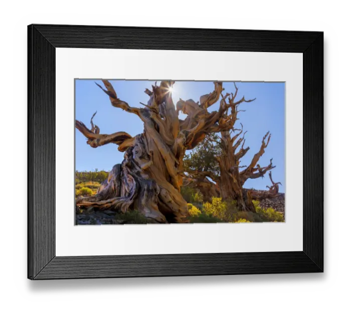 Framed Print : USA, California, White Mountains Wilderness. The Sentinel Tree bristlecone pine. Credit as Framed Print : USA, California, White Mountains Wilderness. The Sentinel Tree bristlecone pine. Credit as