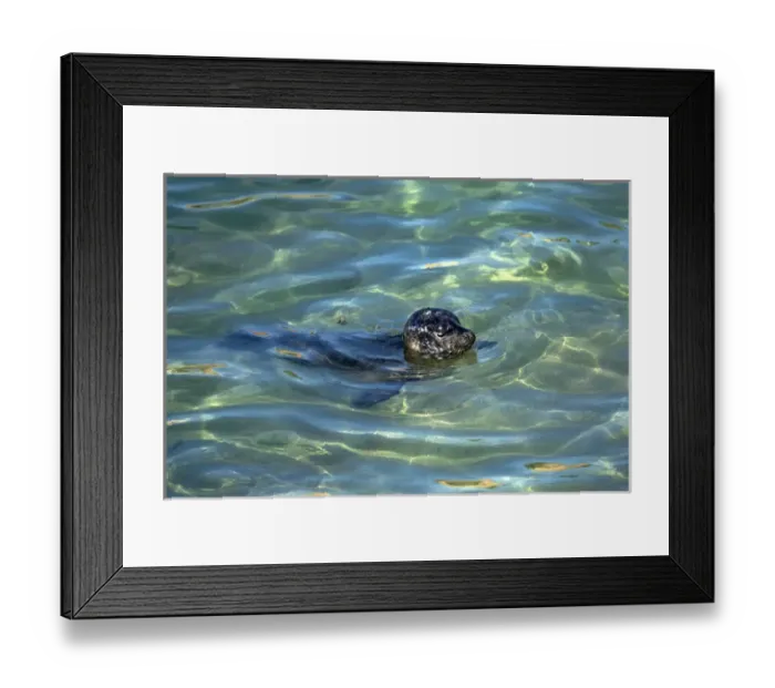 Framed Print : USA, California, La Jolla. Baby harbor seal swimming Framed Print : USA, California, La Jolla. Baby harbor seal swimming