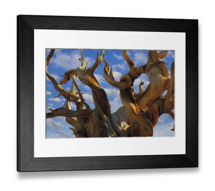Framed Print : USA, California, White Mountains Wilderness. Bristlecone pine tree close-up. Credit as