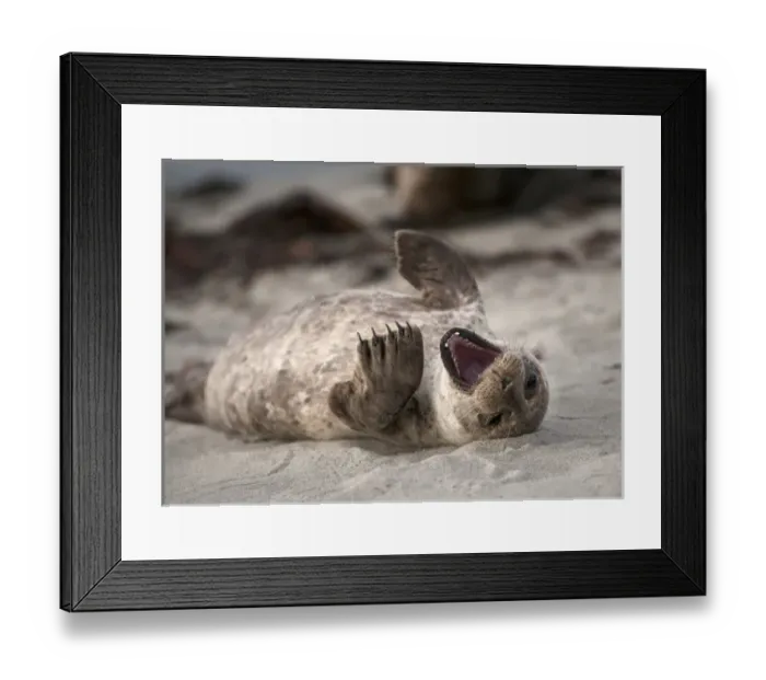 Framed Print : USA, California, La Jolla. Baby harbor seal on beach Framed Print : USA, California, La Jolla. Baby harbor seal on beach