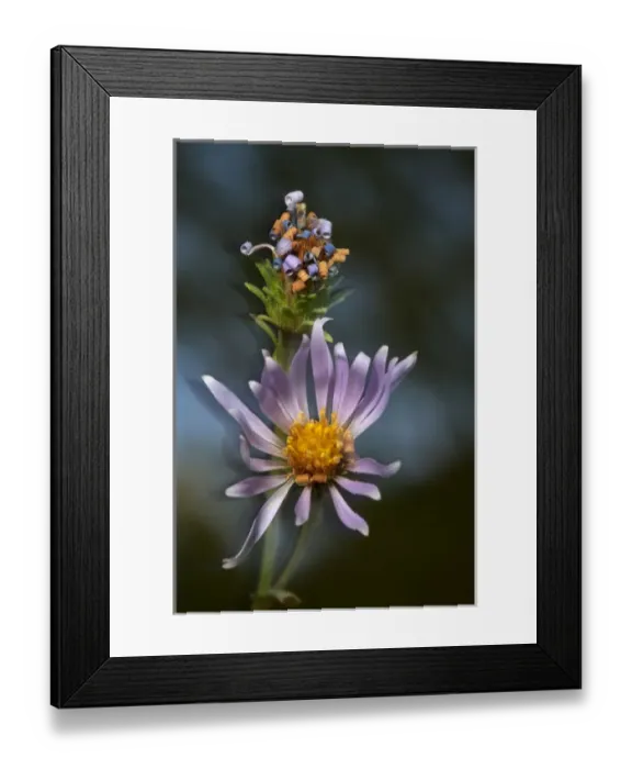 Framed Print : USA, California, Sierra Mountains. Wildflower close-up Framed Print : USA, California, Sierra Mountains. Wildflower close-up