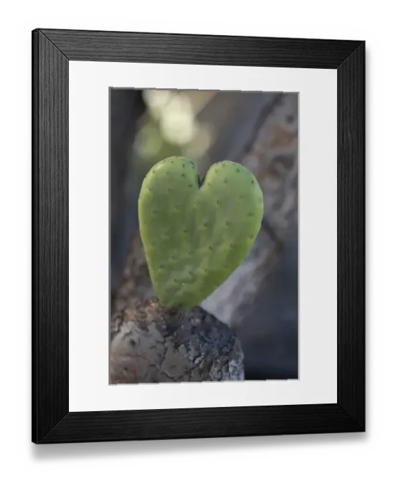 Framed Print : USA, California. Heart-shaped cactus. Credit as: Christopher Talbot Frank / Jaynes Framed Print : USA, California. Heart-shaped cactus. Credit as: Christopher Talbot Frank / Jaynes