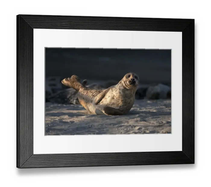 Framed Print : USA, California, La Jolla. Adult harbor seal on beach Framed Print : USA, California, La Jolla. Adult harbor seal on beach