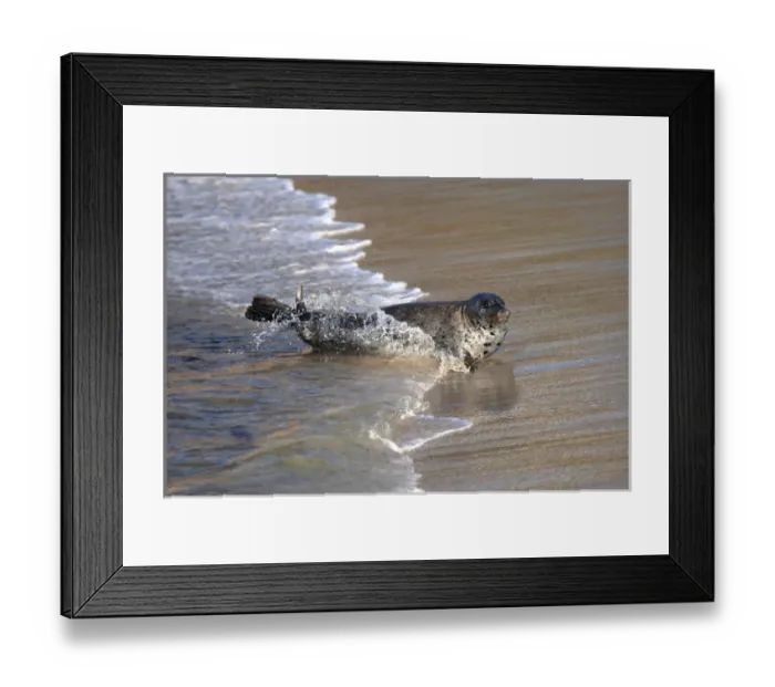 Framed Print : USA, California, La Jolla. Baby harbor seal on beach Framed Print : USA, California, La Jolla. Baby harbor seal on beach