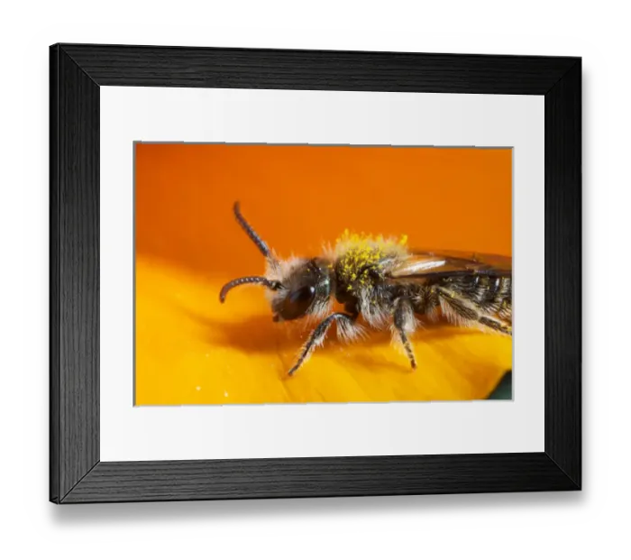 Framed Print : USA, California. Bee pollinating a flower Framed Print : USA, California. Bee pollinating a flower