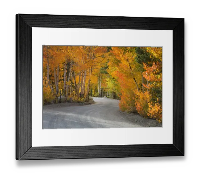 Framed Print : USA, California, Sierra Mountains. Dirt road through aspen trees in autumn. Credit as Framed Print : USA, California, Sierra Mountains. Dirt road through aspen trees in autumn. Credit as