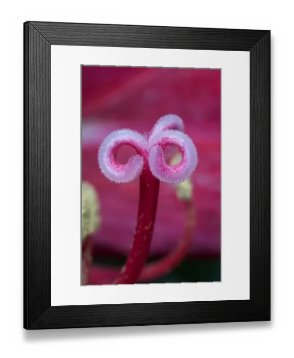 Framed Print : USA, California. A flower stigma. Credit as: Christopher Talbot Frank / Jaynes Gallery Framed Print : USA, California. A flower stigma. Credit as: Christopher Talbot Frank / Jaynes Gallery