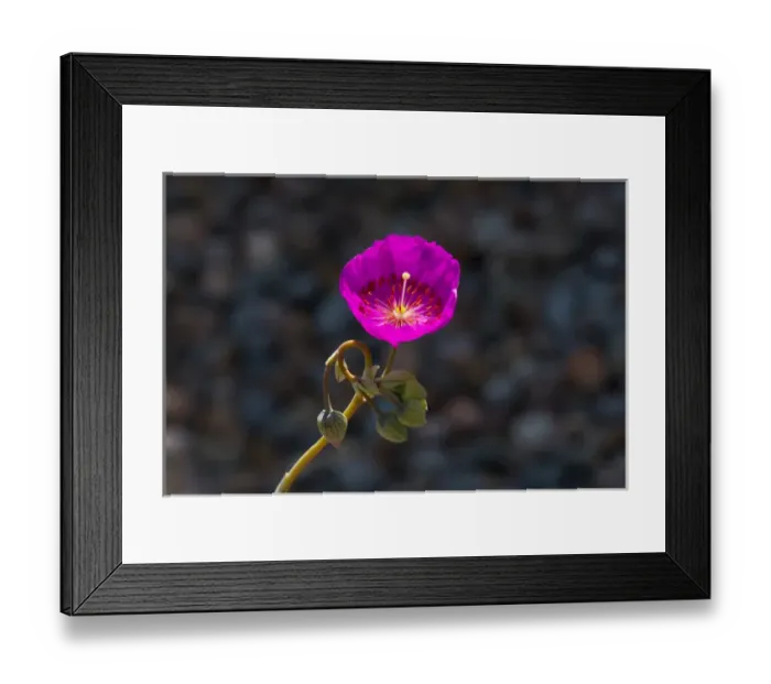 Framed Print : USA, California. Close-up of succulent flower