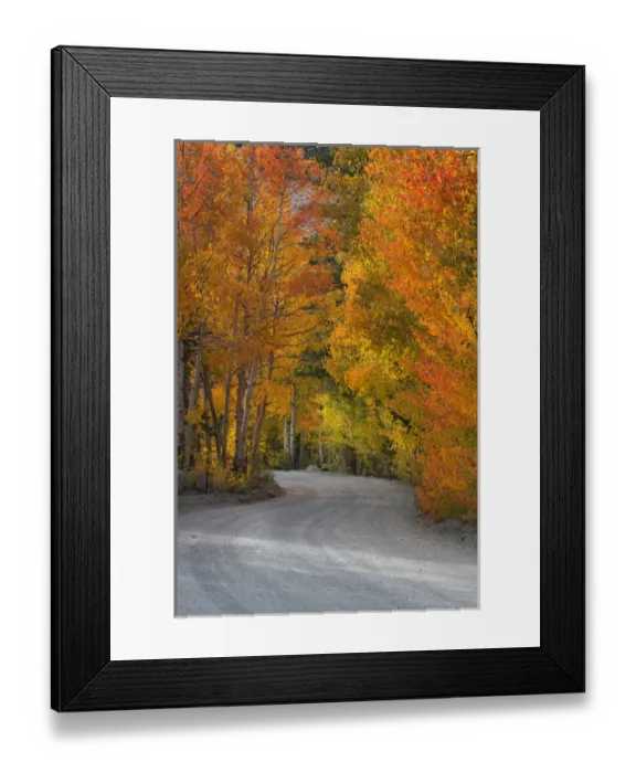Framed Print : USA, California, Sierra Mountains. Dirt road through aspen trees in autumn. Credit as Framed Print : USA, California, Sierra Mountains. Dirt road through aspen trees in autumn. Credit as