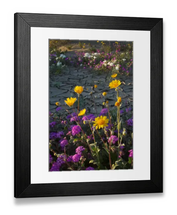 Framed Print : USA, California, Anza-Borrego Desert. Desert sunflowers and sand verbina. Credit as Framed Print : USA, California, Anza-Borrego Desert. Desert sunflowers and sand verbina. Credit as
