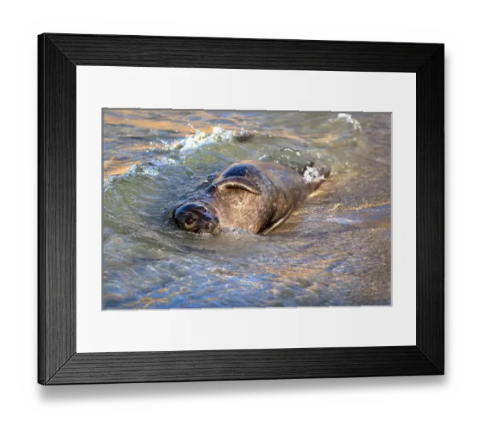 Framed Print : USA, California, La Jolla. Baby harbor seal in beach water Framed Print : USA, California, La Jolla. Baby harbor seal in beach water