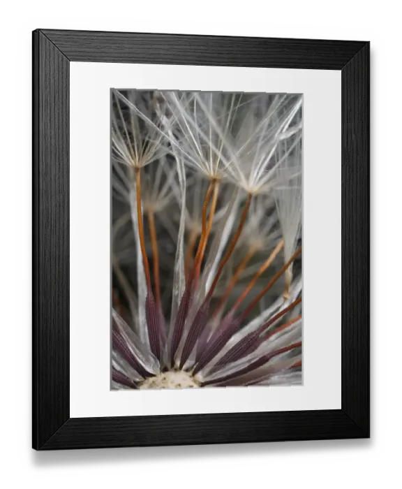 Framed Print : USA, California. Dandelion close-up. Credit as: Christopher Talbot Frank / Jaynes Framed Print : USA, California. Dandelion close-up. Credit as: Christopher Talbot Frank / Jaynes