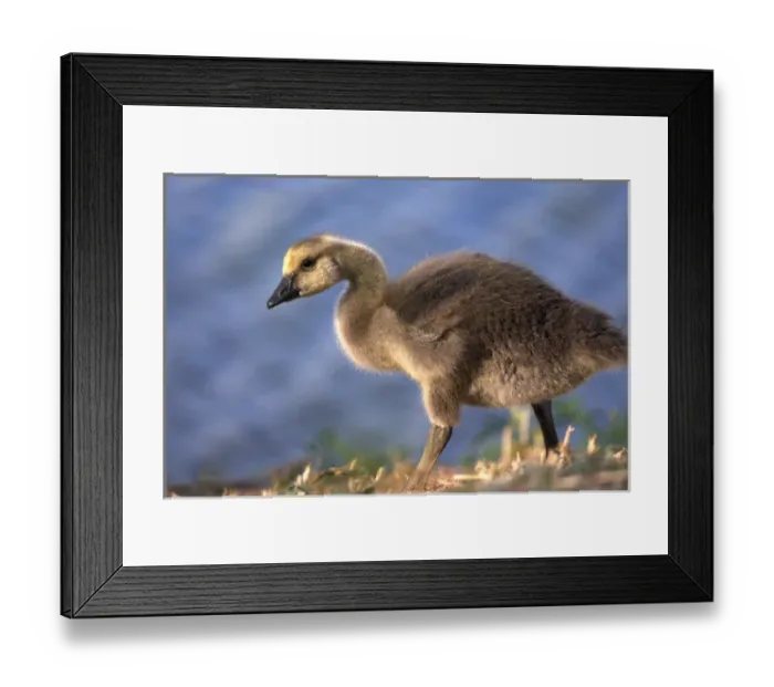 Framed Print : USA, California. Baby Canada goose. Credit as: Christopher Talbot Frank / Jaynes Framed Print : USA, California. Baby Canada goose. Credit as: Christopher Talbot Frank / Jaynes