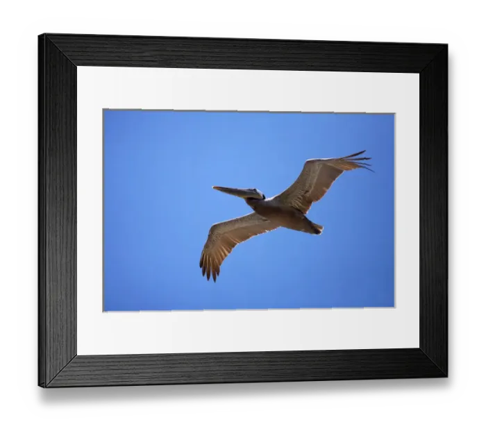 Framed Print : USA, California, La Jolla. Brown pelican gliding Framed Print : USA, California, La Jolla. Brown pelican gliding