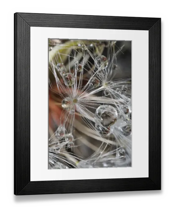 Framed Print : USA, California. Dandelions and water droplets