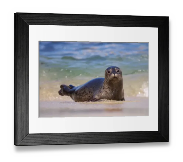 Framed Print : USA, California, La Jolla. Baby harbor seal in beach water