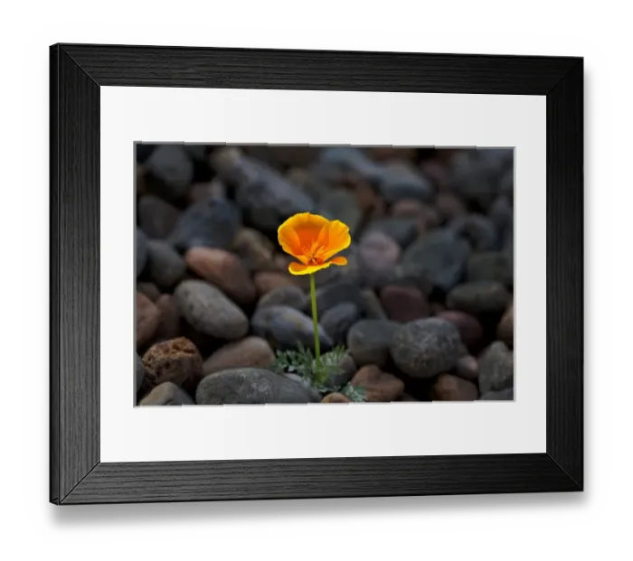 Framed Print : USA, California. Poppy wildflower and rocks