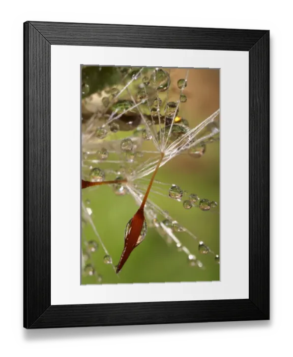 Framed Print : USA, California. Dandelions and water droplets Framed Print : USA, California. Dandelions and water droplets