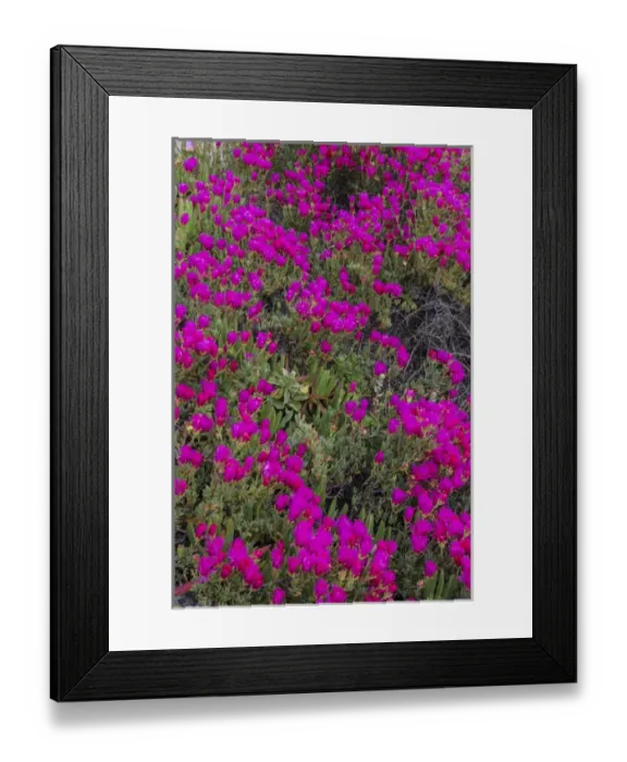Framed Print : Ice plant along the Pacific Ocean near Half Moon Bay, California, USA Framed Print : Ice plant along the Pacific Ocean near Half Moon Bay, California, USA