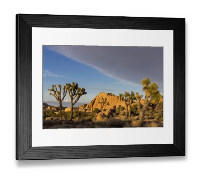 Framed Print : Joshua Trees in sunset light in Joshua Tree National Park, California, USA