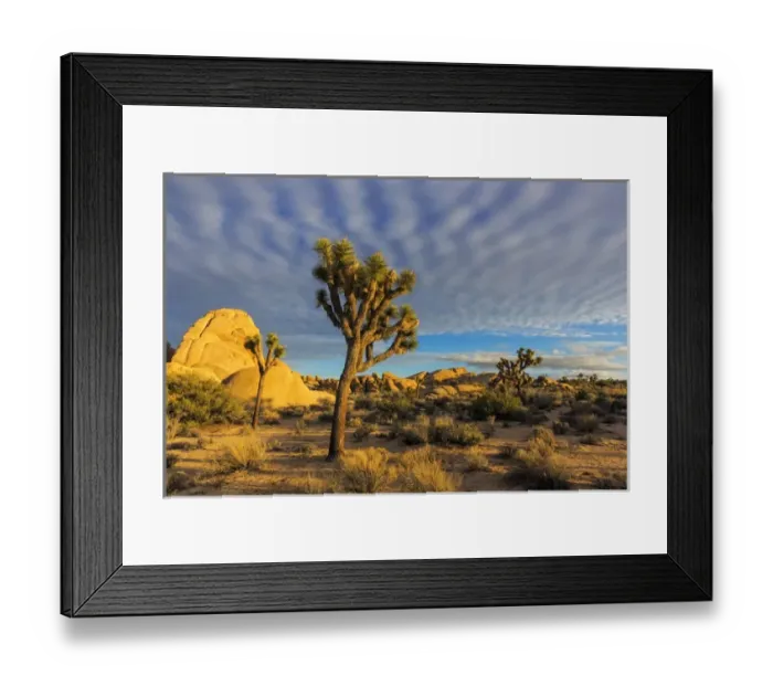 Framed Print : Joshua Trees in sunset light in Joshua Tree National Park, California, USA