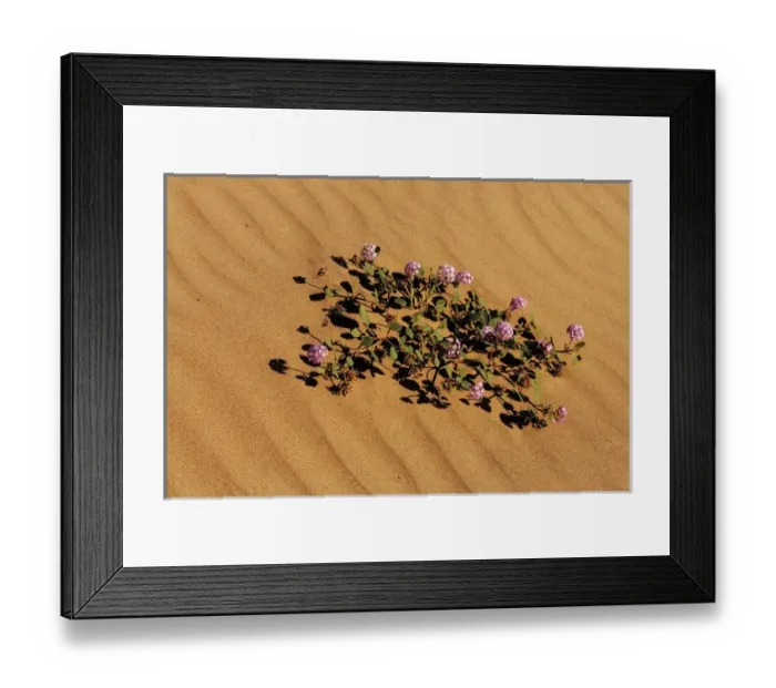 Framed Print : Sand verbena in Death Valley National Park, California, USA Framed Print : Sand verbena in Death Valley National Park, California, USA