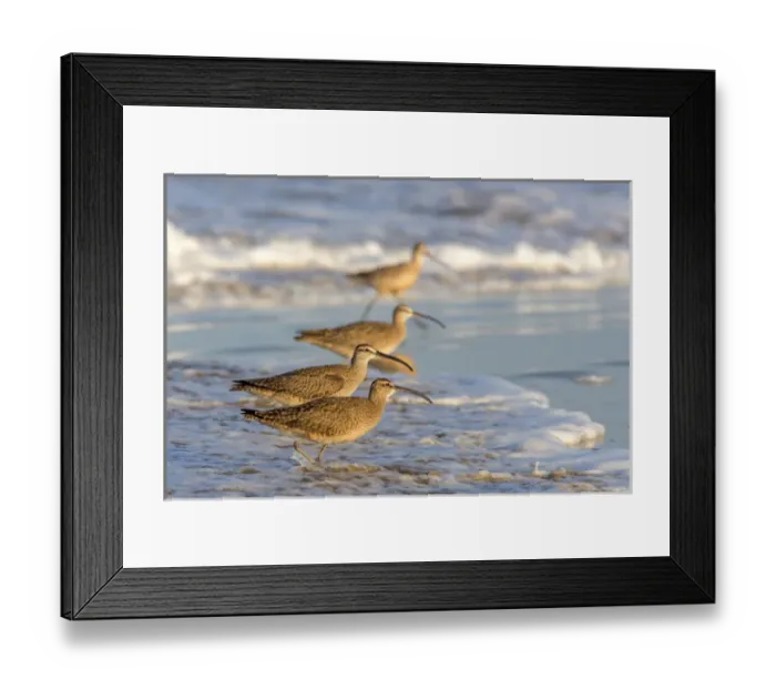 Framed Print : Whimbrel shorebirds (Numenius phaeopus) foraging along the waters edge of the Pacific Framed Print : Whimbrel shorebirds (Numenius phaeopus) foraging along the waters edge of the Pacific