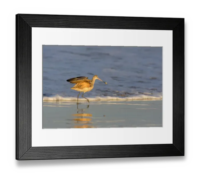 Framed Print : Whimbrel shorebirds (Numenius phaeopus) foraging along the waters edge of the Pacific Framed Print : Whimbrel shorebirds (Numenius phaeopus) foraging along the waters edge of the Pacific