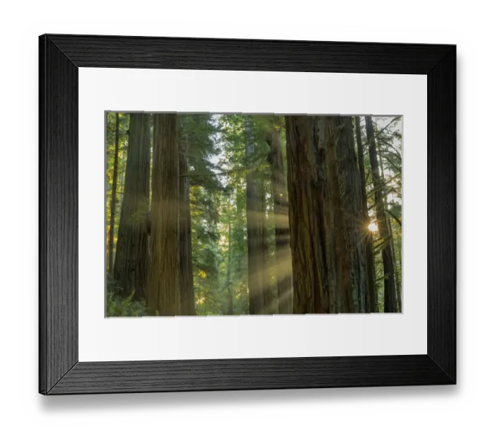 Framed Print : Giant redwood forest in Jebediah, Smith State Park and Redwoods National Park, California Framed Print : Giant redwood forest in Jebediah, Smith State Park and Redwoods National Park, California
