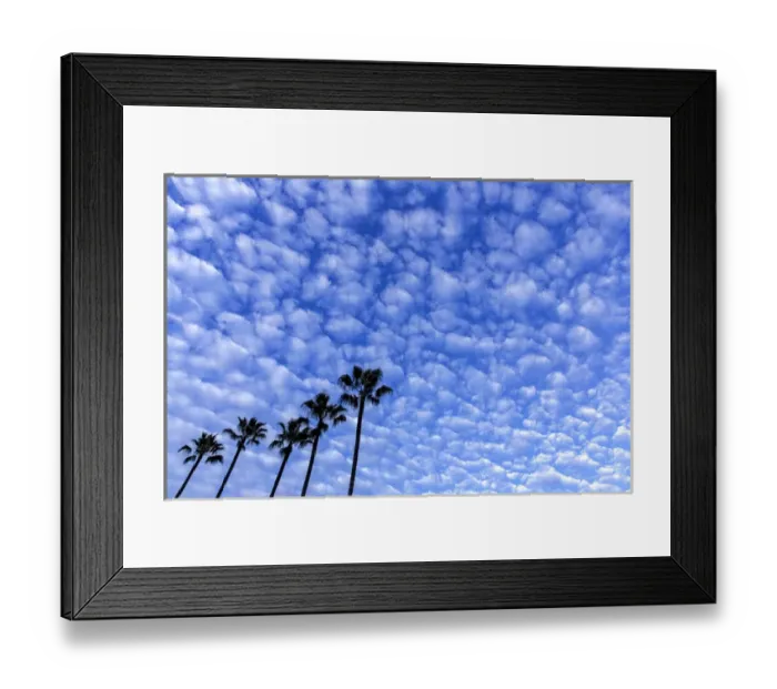 Framed Print : Palm trees silhouetted against puffy clouds in San Diego, California, USA