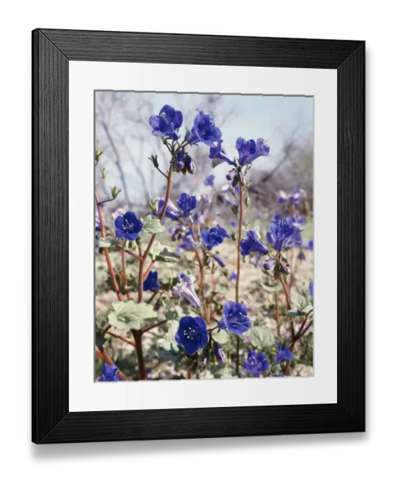 Framed Print : View of wildflowers Framed Print : View of wildflowers