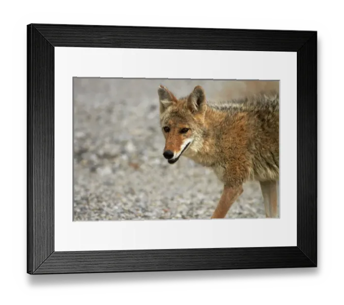 Framed Print : Coyote (Canis latrans) at Badwater Basin, Death Valley National Park, Mojave Desert Framed Print : Coyote (Canis latrans) at Badwater Basin, Death Valley National Park, Mojave Desert