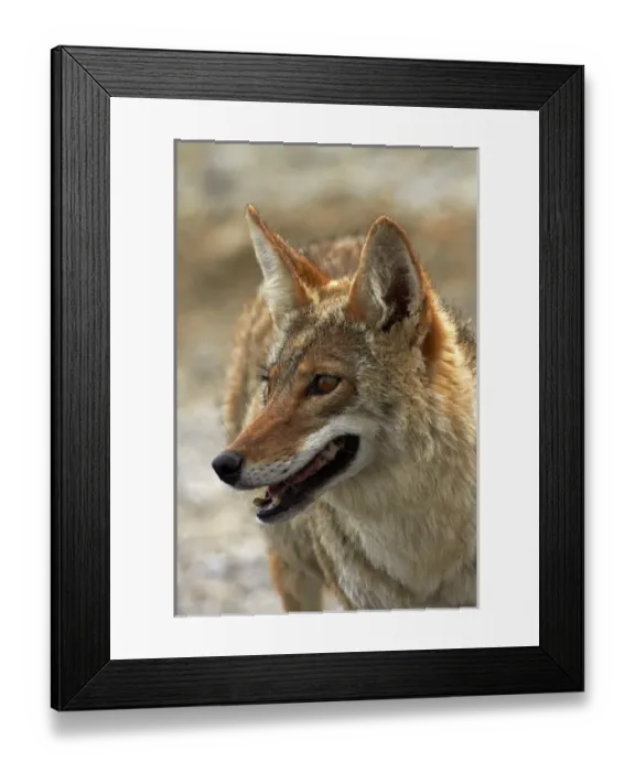 Framed Print : Coyote (Canis latrans) at Badwater Basin, Death Valley National Park, Mojave Desert Framed Print : Coyote (Canis latrans) at Badwater Basin, Death Valley National Park, Mojave Desert
