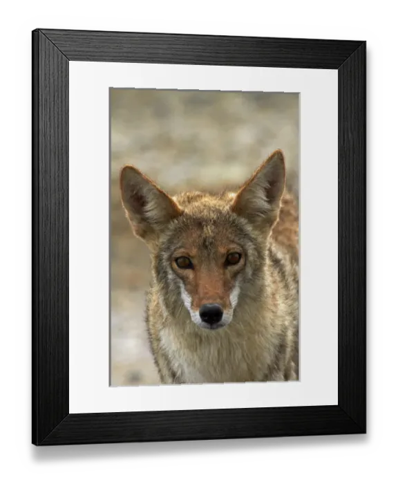 Framed Print : Coyote (Canis latrans) at Badwater Basin, Death Valley National Park, Mojave Desert Framed Print : Coyote (Canis latrans) at Badwater Basin, Death Valley National Park, Mojave Desert